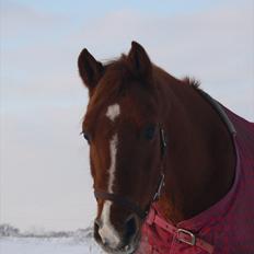 Anden særlig race Power  "R.I.P" 2012