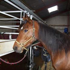 Traver Noah Østervang- solgt