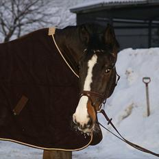 Dansk Varmblod Chamør