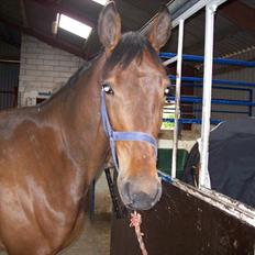 Traver Rheia Køjborg- R.I.P.