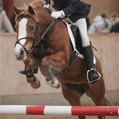 Anden særlig race Rosengårdens Papaya