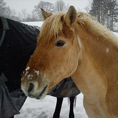 Anden særlig race isbjørn  *part*