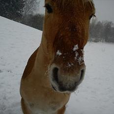 Anden særlig race isbjørn  *part*
