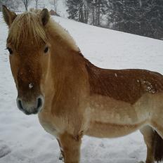 Anden særlig race isbjørn  *part*