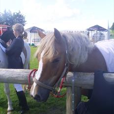 Anden særlig race Oliver (RIDER)