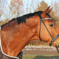 Trakehner Kim Blæsbjerg