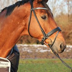 Trakehner Kim Blæsbjerg