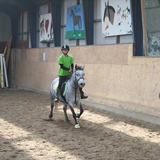 Welsh Pony (sec B) Dustin<3 SOLGT