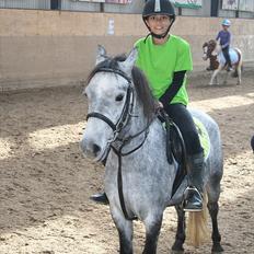 Welsh Pony (sec B) Dustin<3 SOLGT