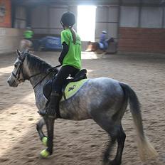 Welsh Pony (sec B) Dustin<3 SOLGT