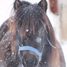Anden særlig race Sorte