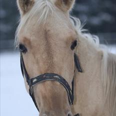 Anden særlig race Zantiago/Felix (Solgt til malene)