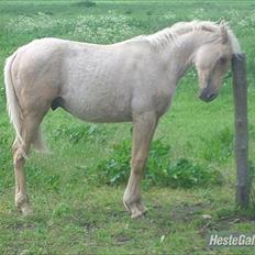 Anden særlig race Zantiago/Felix (Solgt til malene)