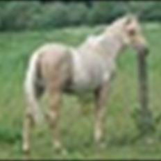 Anden særlig race Zantiago/Felix (Solgt til malene)