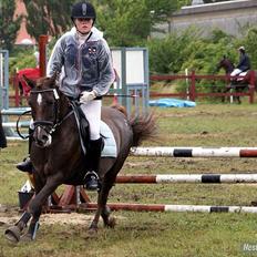 Anden særlig race Picasso 