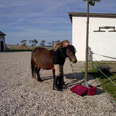 Shetlænder nicco