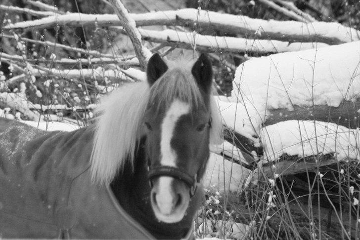 Pinto Zilja "Kaki" billede 10