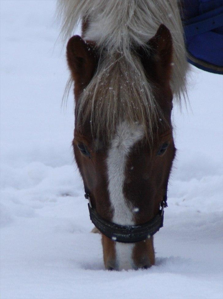Pinto Zilja "Kaki" billede 11
