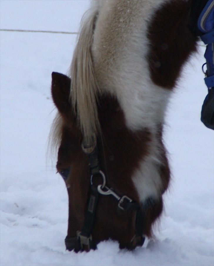 Pinto Zilja "Kaki" billede 12