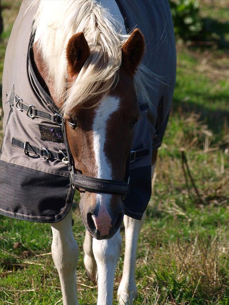 Pinto Zilja "Kaki" billede 13