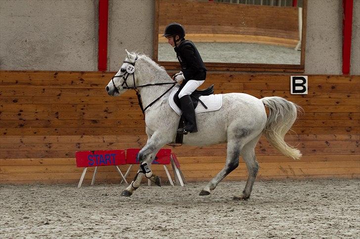 Welsh Cob (sec D) Santo billede 12