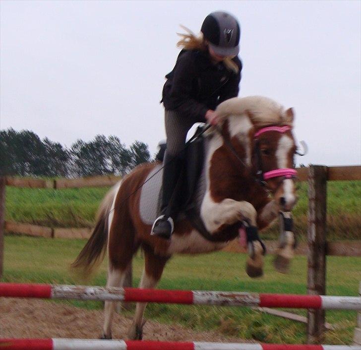 Pinto Zilja "Kaki" billede 14