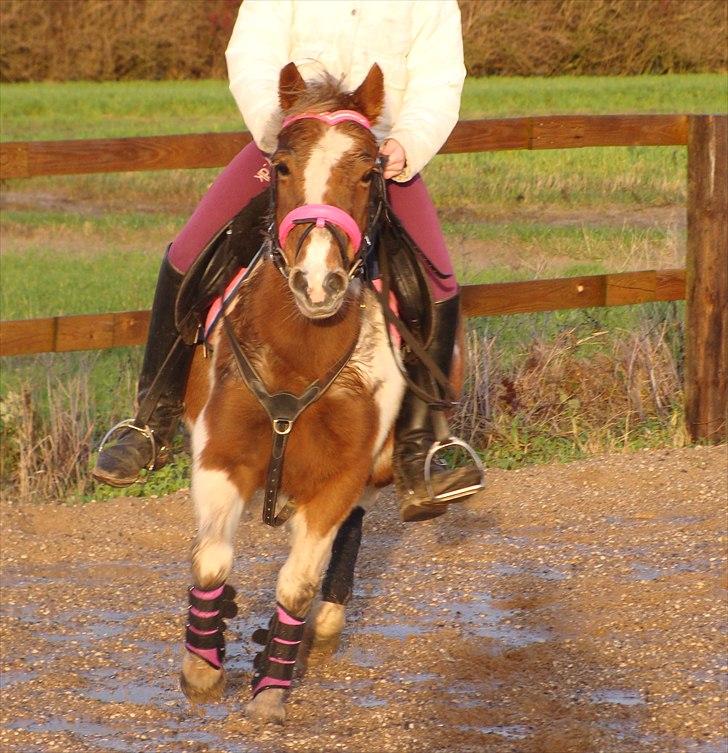 Pinto Zilja "Kaki" billede 15