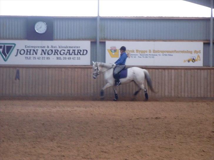 Anden særlig race Smilla  billede 7