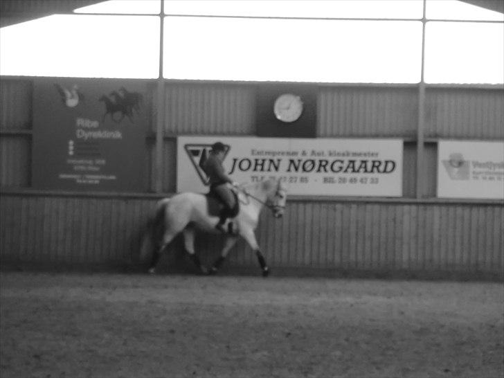 Anden særlig race Smilla  billede 8