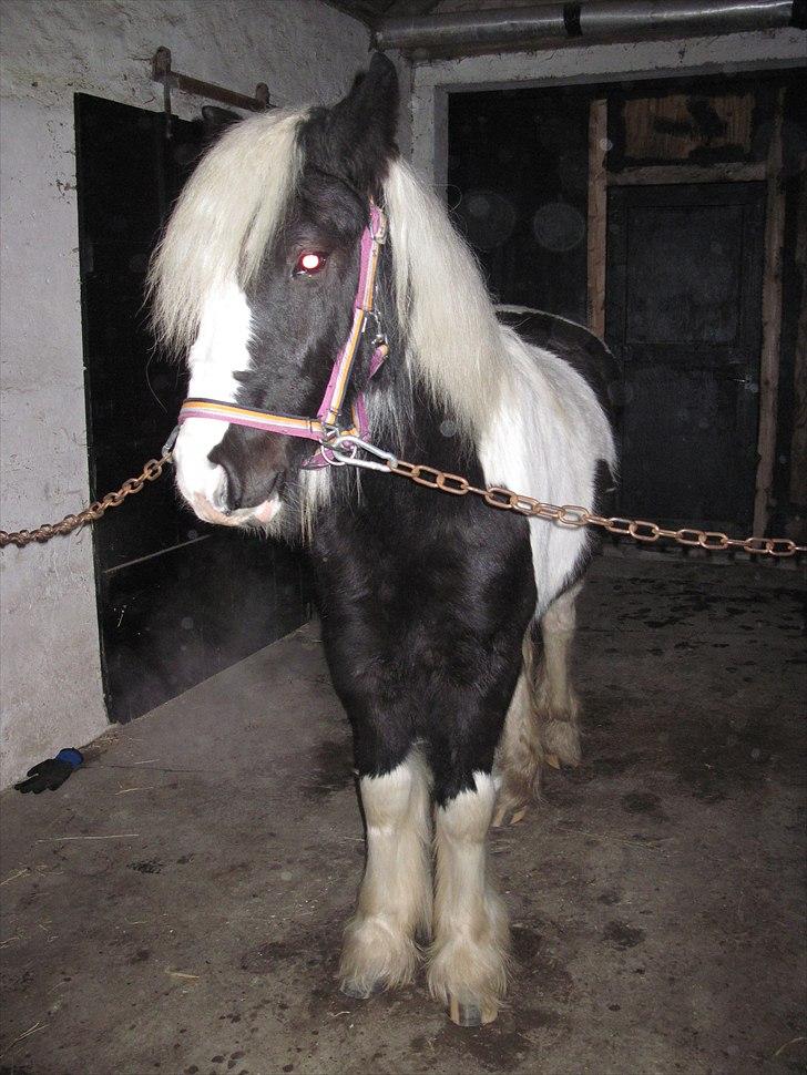 Irish Cob Sascha Eira Snowflake Solgt billede 2