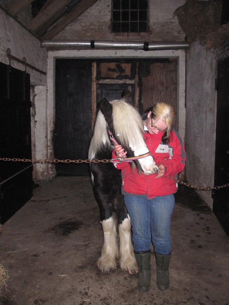 Irish Cob Sascha Eira Snowflake Solgt billede 4