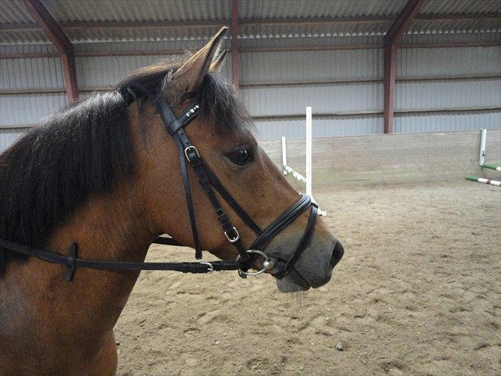 Anden særlig race Zafira  "solgt" - nøj´s  se der billede 1