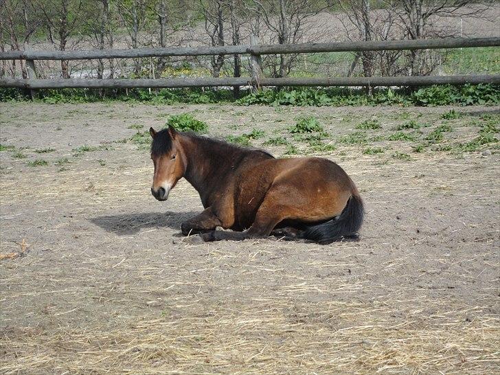 Anden særlig race Zafira  "solgt" - så kan jeg lige tage mig en lur billede 3