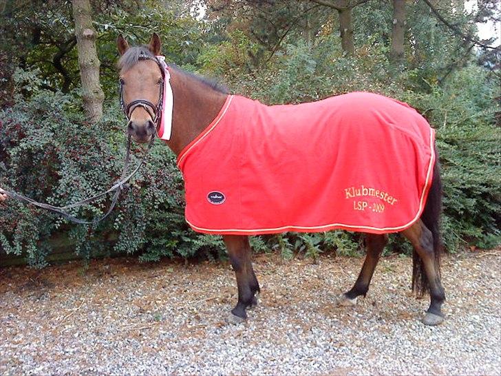 Anden særlig race Zafira  "solgt" - klubmester 2009 spring billede 4