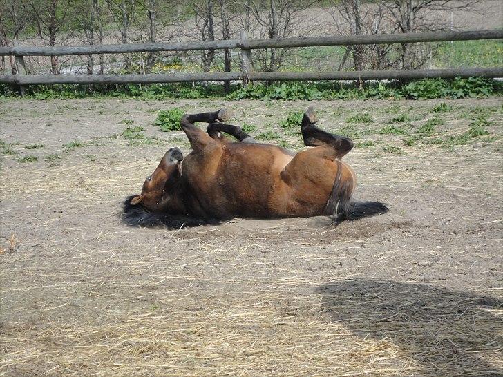 Anden særlig race Zafira  "solgt" - dejligt at rulle sig billede 5