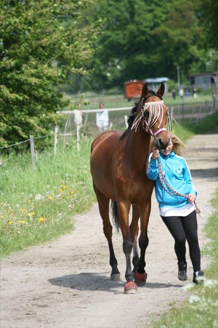 Holstener Pantene Pro-v [tidl. låner] [DØD] - mig og den hypraktive prinsessen på vej ned på sommer græs, du er alt i denne verden <3 - foto. lars billede 17