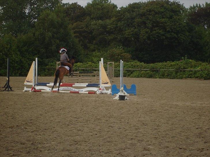 Anden særlig race Zafira  "solgt" - kæmpe spring billede 8