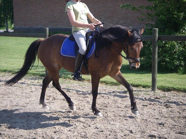 Anden særlig race Zafira  "solgt" - lidt dressur <33 billede 10
