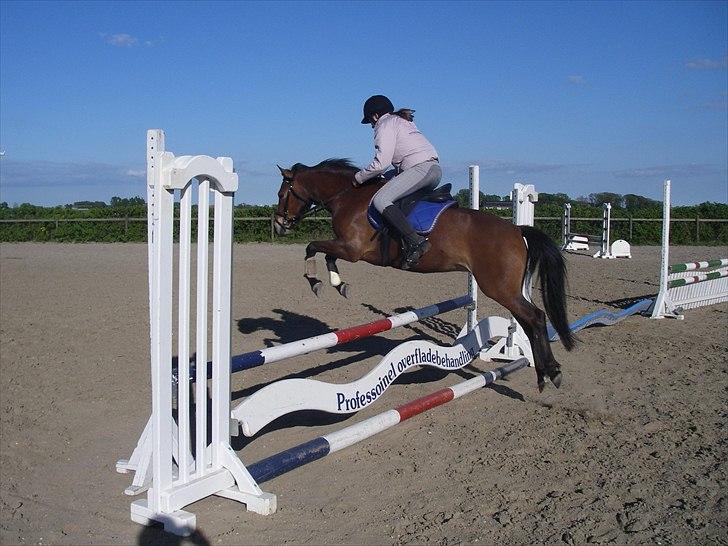 Anden særlig race Zafira  "solgt" - hop billede 11