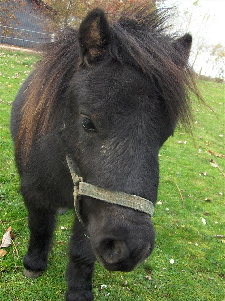 Shetlænder Alfred - november 2008 billede 1
