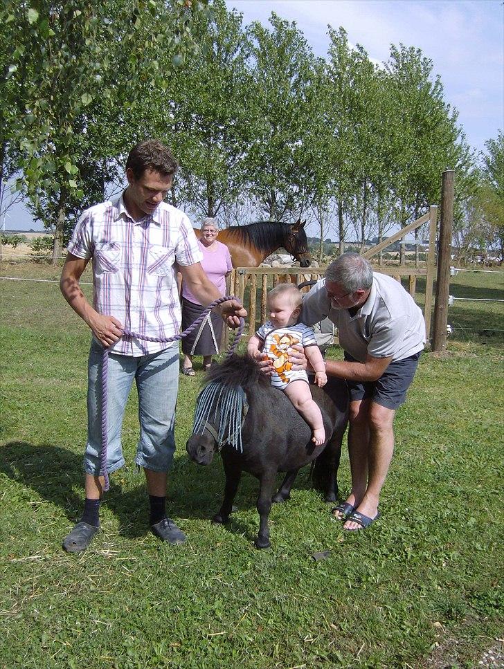 Shetlænder Alfred billede 2