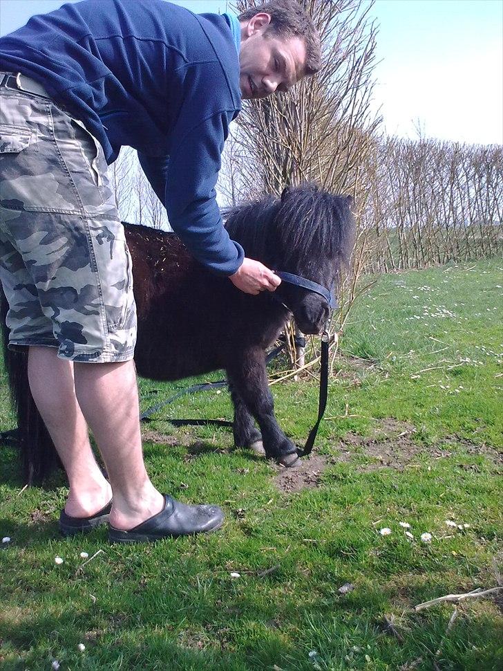 Shetlænder Alfred - april 2009 billede 3