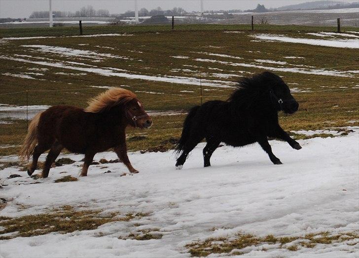 Shetlænder Alfred - februar 2010 billede 5