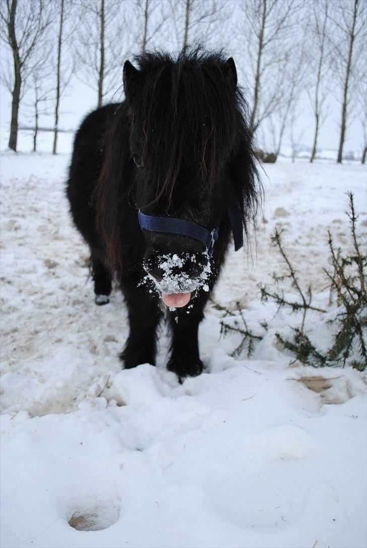 Shetlænder Alfred - januar 2010 billede 6