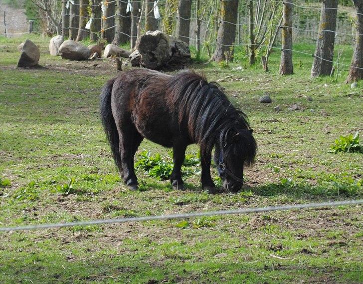 Shetlænder Alfred - Maj 2010 billede 7