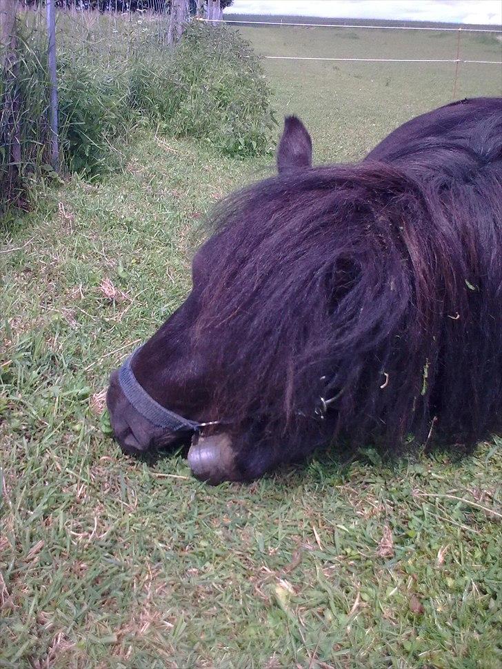 Shetlænder Alfred - sommer 2010 billede 8