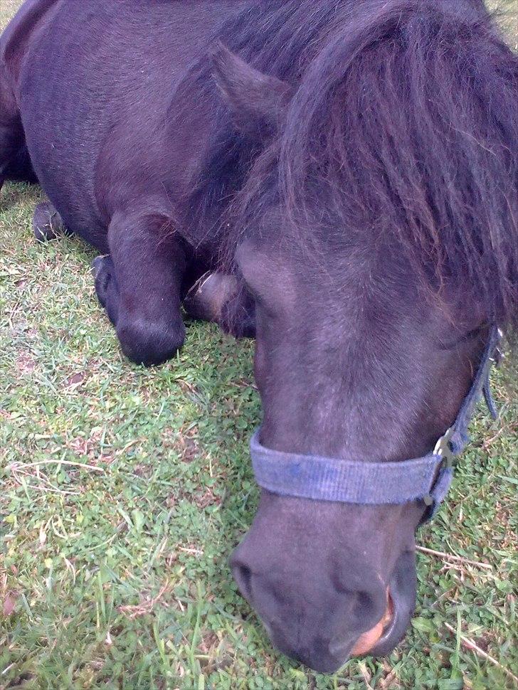 Shetlænder Alfred - sommer 2010 billede 9
