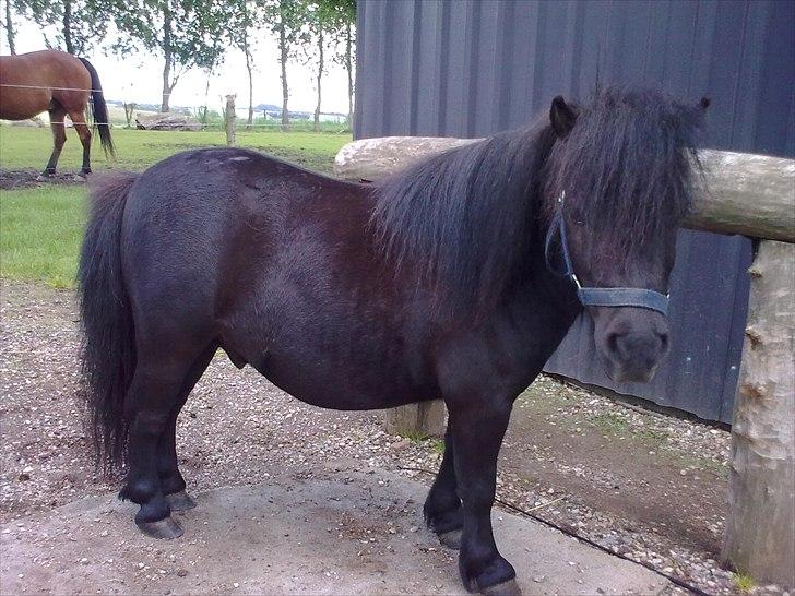 Shetlænder Alfred - juni 2010 billede 10