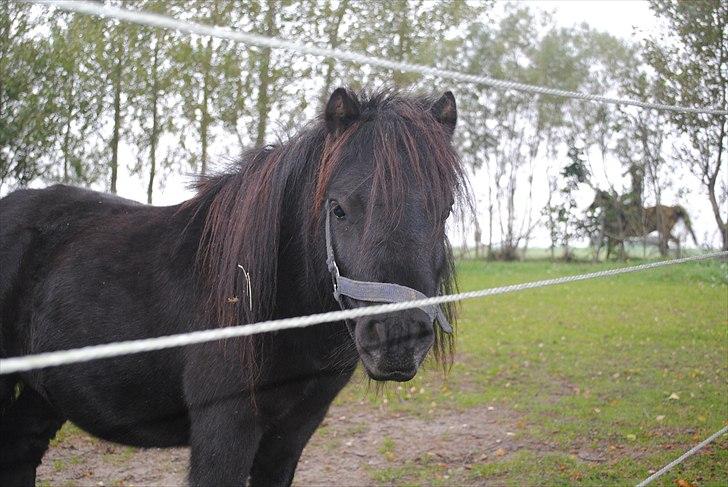 Shetlænder Alfred - September 2010 billede 12