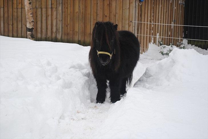 Shetlænder Alfred - december 2010 billede 13